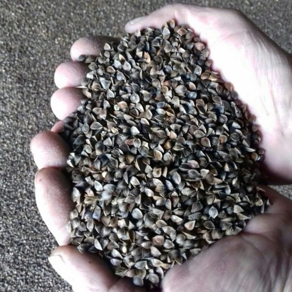 Buckwheat-1 Buckwheat