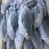 frozen tuna fish